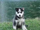 nyní k dispozici, krásná a hravá psí a sibiřská husky štěňata k dispozici pro adopci.3 měsíce stará