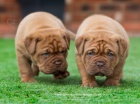 dogue de bordeaux