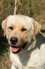 Labradorsk retriever s PP