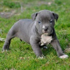 pitbull tata na prodej.