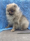 (Pomeranian)-picl tat