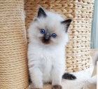 Ragdoll Kittens