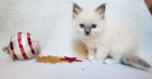 Ragdoll Kittens