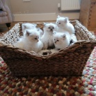 Ragdoll Kittens