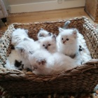 Ragdoll Kittens