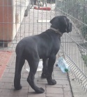 Nmeck doga