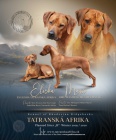 Rhodesian Ridgeback - rezervace