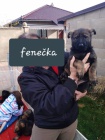 Prodm feneku nmeckho ovka s PP