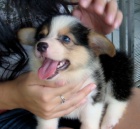 Pembroke Welsh Corgi tata jsou k dispozici