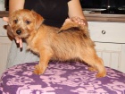 Norfolk Terrier