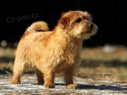 Norfolk Terrier