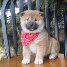 roztomil tata Shiba Inu k adopci