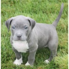 American Pitbull Terrier