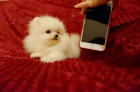 miniaturn picl tat(pomeranian)