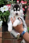 sibiskch husky