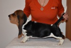 Basset hound krsn tricolorn fenky