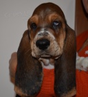 Basset hound krsn tricolorn fenky