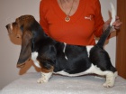 Basset hound krsn tricolorn fenky