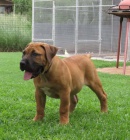 Vetn 10 boerboel pipravench k odesln