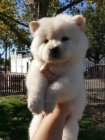 Chow chow puppies   , zznamy veterine a 1yr zruka genetickho zdrav.