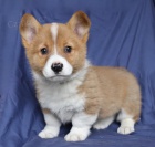 Jemný velšský Corgi (Pembroke)