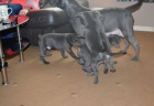 ڞasn osobnost CKC BLUE NOSE AMERICAN PITBULL TERRIER PUPPIES