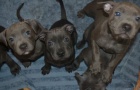 ڞasn osobnost CKC BLUE NOSE AMERICAN PITBULL TERRIER PUPPIES