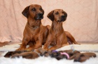 Rhodesian Ridgeback ttka s PP