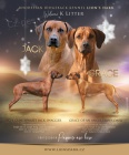 Rhodesian Ridgeback štěňátka s PP