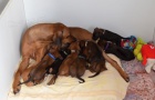 Rhodesian Ridgeback štěňátka s PP