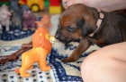 Rhodesian Ridgeback štěňátka s PP