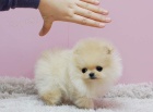 Pomeranian tata (miniaturn)