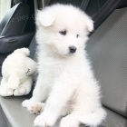 samci a feny Samoyed tata..