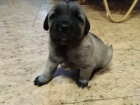 Kangal - Anatolsk pasteveck pes