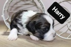 Havanese bichon štěňata