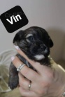 Havanese bichon štěňata