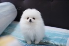 Krsn krmov bl a bl pomeranian tata