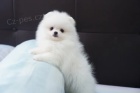 Krsn krmov bl a bl pomeranian tata