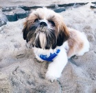 Krsn tata shih-tzu jsou k dispozici pro adopci