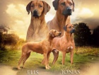 Rhodesian Ridgeback