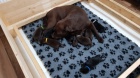 Labrador s PP