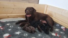 Labrador s PP
