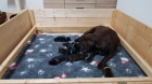 Labrador s PP