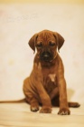 Rhodesian Ridgeback