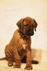 Rhodesian Ridgeback