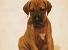 Rhodesian Ridgeback