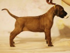 Rhodesian Ridgeback