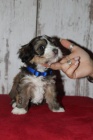 Havanese bichon tata