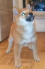 tata Shiba inu