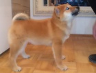 tata Shiba inu